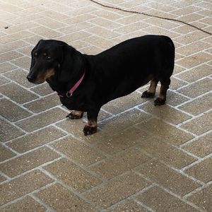 Meet your Posher, Marilyn